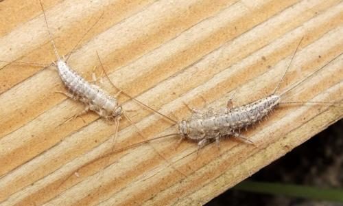 How To Get Rid of Silverfish Naturally How To Get Rid of Silverfish Naturally