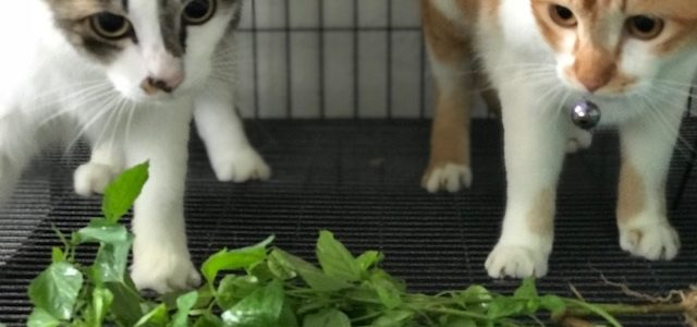 How To Treat Your Sick Cat How To Treat Your Sick Cat